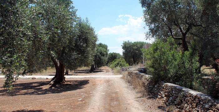 olio salento 